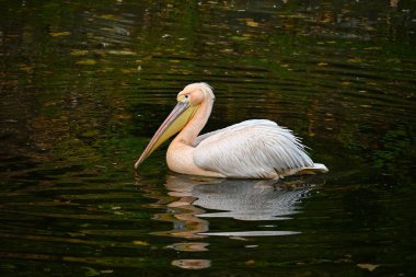 Doğal yeşilliklerle çevrili sakin bir gölde zarifçe yüzen bir pelikanın huzurlu bir görüntüsü. Huzurlu sahne doğal ortamında vahşi yaşamın güzelliğini yakalar.