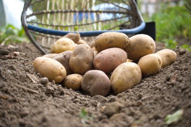 Arka planda bahçe tırmığı ve kürekle yere yığılmış taze biçilmiş patatesler. Sahne bir bahçede geçiyor, toprak tonları ve doğal bir çevre sergileniyor.