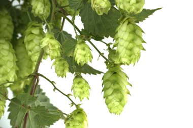 Sarmaşıkta beyaz bir zıpzıp, dokusunu ve canlılığını vurgulayan detaylı yeşil zıpzıplar. Bira, tarım ve doğa temaları için ideal