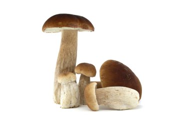 Beyaz arka planda sergilenen bir grup taze sepet ya da bozuk para mantarı doğal dokularını ve topraksı tonlarını gözler önüne seriyor. Boletus edulis veya porcino, porcini mantarı.