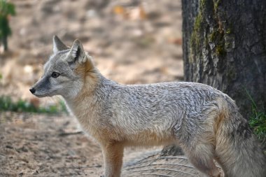 Doğal ortamında, yanında ağaç gövdesi olan bir tilkinin yan profili. Tilkinin kürkü gri ve kırmızımsı bir renk karışımı sergiler, hassas özelliklerini vurgular.