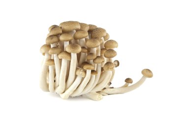 Beyaz arka planda izole edilmiş Shimeji (kayın) mantarları. Hypsizygus tessellatus türü kayın ağaçlarında yetişen yenilebilir mantar.