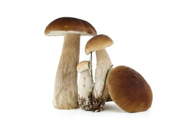 Beyaz arka planda sergilenen bir grup taze porcini mantarı. Mutfak ve gastronomik kullanım için mükemmel. Boletus edulis ya da cep, bozuk para mantarı.