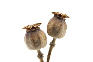 Karmaşık dokular ve doğal şekiller sergileyen minimalist haşhaş tohumları, çarpıcı bir kontrast için sade beyaz bir arkaplan üzerine kuruludur..