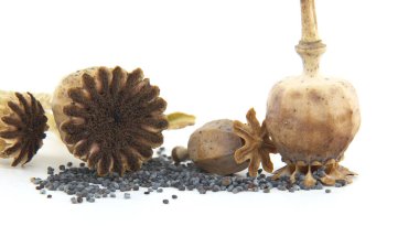 Beyaz arka planda kurutulmuş haşhaş kapsülleri ve dağınık tohumlar sergilenen ayrıntılı bir görüntü. Doğa, bahçıvanlık ve botanik çalışmaları için mükemmel bir kavram.