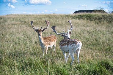 Leucistic variants of European fallow deer. Male (buck) of fallow deer