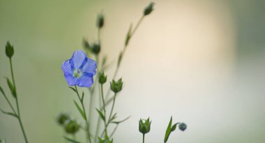 Bulanık yeşil bir zemin üzerinde odaklanmış tek bir mavi keten çiçeği, doğanın özünü ve sükunetini minimalist bir tarzda yakalıyor..