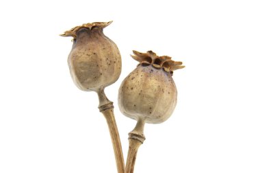 Kurutulmuş haşhaş tohumlarının doğal dokularını ve toprak tonlarını gösteren detaylı görüntüleri. Botanik çalışmalar ya da minimalist estetik dekoratif amaçlar için mükemmel.