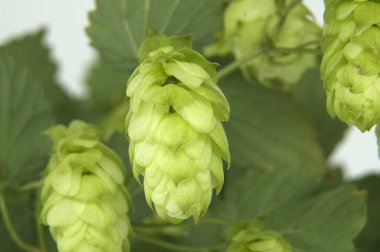 Sarmaşıkta beyaz bir zıpzıp, dokusunu ve canlılığını vurgulayan detaylı yeşil zıpzıplar. Bira, tarım ve doğa temaları için ideal