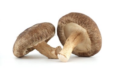 Taze Shiitake mantarlarının bu yakın çekimini keşfedin. Mutfak teması, sağlıklı yiyecek makaleleri ve doğadan esinlenilmiş tasarımlar için mükemmel..