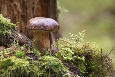 Low angle view of a Boletus Pinophilus or Pine Bolete mushroom growing on lush green moss in a forest clipart