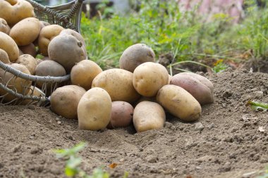 Taze patates dolu bir tel sepet bahçedeki toprakta, tarım ve organik tarım sergileniyor.