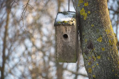 Close up of weathered birdhouse covered with snow and moss, attached to a lichen covered tree trunk, providing shelter for birds during cold winter season clipart