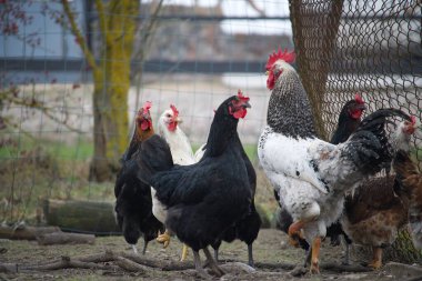 Serbest gezen tavuklar ve toprağı eşeleyen ve gagalayan bir horoz. Parlak gündüz gökyüzünün altında kırsal bir çitle çevrili bir çiftlikte yiyecek arıyorlar.