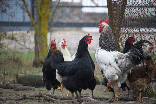 Free range chickens and a rooster scratching and pecking in the dirt, foraging for food in a farmyard, surrounded by a rustic wire fence under the bright daytime sky