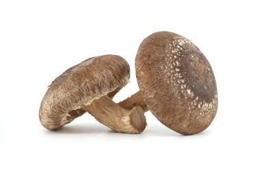 İki taze Shiitake mantarının yakın plan görüntüsü dokusunu ve doğal detaylarını gözler önüne seriyor..