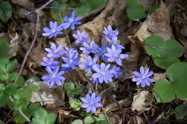Yeşil yaprakların arasında açan mor renkli kır çiçekleri ve sakin bir ormanda düşen yapraklar..