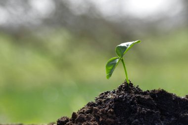Zengin topraktan büyüyen tek bir yeşil tohum, bulanık doğal arka plan, büyümeyi, umudu ve çevresel sürdürülebilirliği sembolize ediyor..