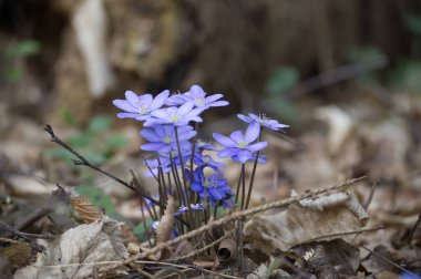 Bir grup canlı mor hepatika kır çiçekleri orman zemininde düşen kuru yaprakların arasında çiçek açar, sakin bir ormanlık alandaki doğal büyümenin güzelliğini gösterir..