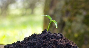 Besin zengini topraktan çıkan taze yeşil tohum, açık ve açık havada büyümeyi, yenilenmeyi ve sürdürülebilirliği sembolize ediyor..
