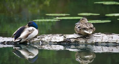 Huzurlu su ve yüzen zambaklarla çevrili bir kütüğün üzerinde oturan bir çift ördek, sükuneti ve doğal güzelliği yansıtıyor..