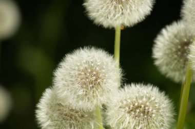 Çok sayıda narin karahindiba tohumunun detaylı ve yakın plan fotoğrafı gür, bulanık yeşil bir zemin karşısında kırılgan güzelliklerini ve doğal özlerini yakalıyor..