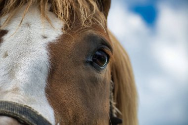 Bir atın gözünün ve yüzünün bir kısmının canlı bir yakın çekimi, sakin mavi bir gökyüzüne tutulmuş, hayvanın zarafetini ve doğayla olan bağlantısını vurguluyor..