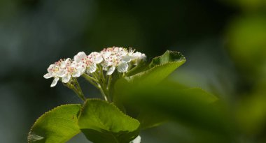 Açan Aronia melanocarpa, yakın plan. Bembeyaz böğürtlen çiçekleri, beyaz çiçekli böğürtlen dalları