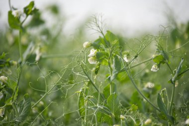 Close-up view of green pea plants in full bloom with white flowers, symbolizing growth and natural beauty in a garden setting. clipart