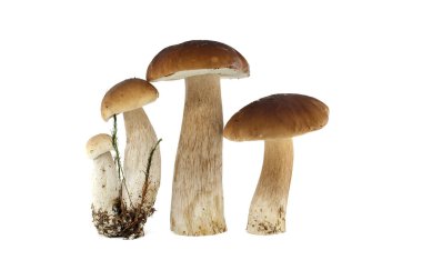 Beyaz arka planda sergilenen bir grup taze porcini mantarı. Mutfak ve gastronomik kullanım için mükemmel. Boletus edulis ya da cep, bozuk para mantarı.