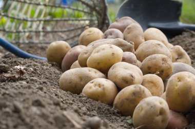 Bir bahçe ortamında hasat edilmiş patateslerin yakın plan görüntüsü, hasır sepet ve kürekle, organik tarımı ve hasat zamanını sembolize ediyor.