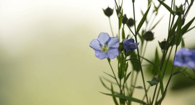 Bulanık yeşil bir zemin üzerinde odaklanmış tek bir mavi keten çiçeği, doğanın özünü ve sükunetini minimalist bir tarzda yakalıyor..