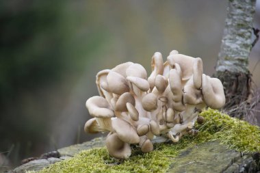 İstiridye mantarları ya da pleurotus ostreatus, dingin bir ormandaki yosunlu bir ağaç gövdesinde büyüyor, canlı bir sonbahar ortamında doğanın güzelliğini sergiliyor.