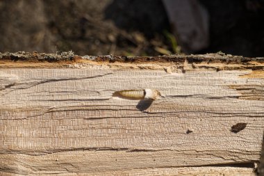 Deadwood 'daki bir tünelin içindeki tahtakurusu larvasını temizleyen bir kavak çekirdeğine yakın çekim, talaş ve süslerle çevrili, istila belirtileri gösteriyor..
