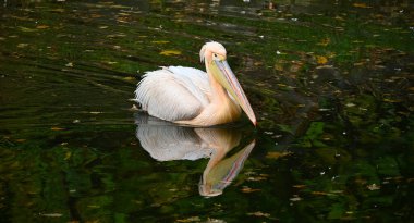 Görkemli bir pelikan, yemyeşil sularla çevrili sakin ve yansıtıcı suda huzur içinde süzülür. Sahne sükuneti ve doğal güzelliği çağrıştırıyor, doğal ortamında vahşi yaşamın zarafetini gösteriyor.