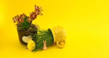 Yaratıcı bir Paskalya süslemesi, orkide, Paskalya yumurtası, tavşan figürü, ve sarı arka planda yeşil çimenli sarı benekli fincan..