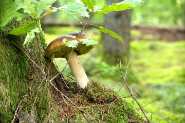 Boletus mantarı canlı yeşil yosunlarla çevrili yeşil orman ortamında yetişiyor. Doğanın güzelliğini ve huzurunu yakalar..