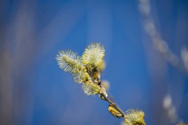 A close-up shot reveals fluffy pussy willow flowers against a backdrop of a clear, bright blue sky. The soft details of the flowers are highlighted.