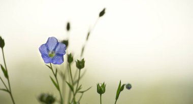 Bulanık yeşil bir zemin üzerinde odaklanmış tek bir mavi keten çiçeği, doğanın özünü ve sükunetini minimalist bir tarzda yakalıyor..