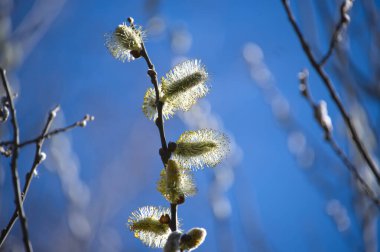 A close-up view of pussy willow blossoms against a clear blue sky, evoking the start of spring. The fluffy catkins are beautifully highlighted.