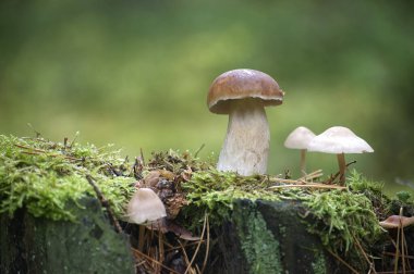 Sakin bir ormanda yemyeşil bir alanda yetişen vahşi bir Penny Bun mantarını yakalayan yakın plan bir görüntü. Sahne, doğal güzellik ve sükuneti çağrıştırıyor.