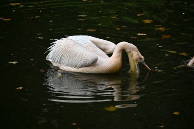Huzurlu bir pelikan balık tutarken gagasını dalgalı suya nazikçe daldırıyor. Huzurlu sahne, yüzen yapraklar arasında kuşun zarafetini yansıtıyor, dinginlik ve doğal bir ortam yayıyor.