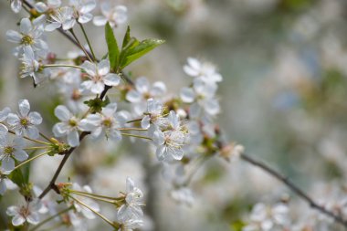 Kiraz ağacının dalında narin beyaz çiçekler açarak, arka planda doğal ışıklandırmayla bulanık bir şekilde yakalanır. Baharın güzelliğini ve çiçek mevsimini gösteriyor