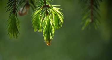 Çam dalında taze, yeni bir büyüme, güneş ışığıyla yıkanmış, yumuşak yeşil arka planda canlı ve doğal bir sahne yaratıyor..