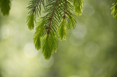 Canlı, yeşil bir dalın yakın plan çekimi. Taze yeşil iğneler, yumuşak ve odak dışı bir arka plan üzerine kurulmuş..