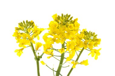 Parlak sarı kolza tohumu çiçekleri, zengin renkleri ve ince ayrıntılarıyla çerçeveye hükmediyor..