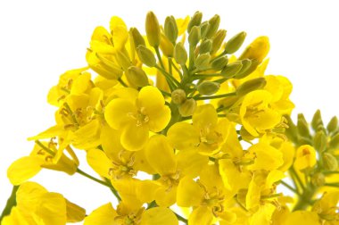 Temiz beyaz bir arkaplan karşısında canlı sarı kolza tohumu çiçekleri gösteren yakın plan bir görüntü. Parlak yapraklar detaylı..