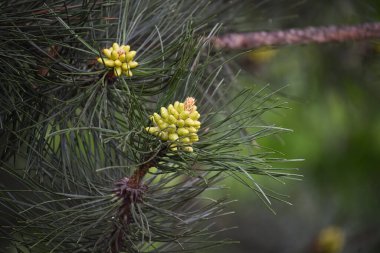Genç konileri, doğal büyüme ve botanik güzelliğini temsil eden yumuşak, yeşil bir orman geçmişine karşı gösteren bir çam ağacı dalının ayrıntılı görüntüsü..