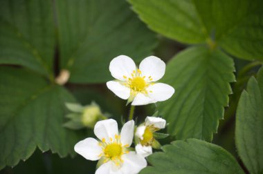 Taze yeşil yapraklarla çevrili canlı sarı merkezleri olan güzel beyaz çilek çiçeklerine yakın plan..