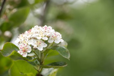Çiçek açmış güzel bir Aronia boğaz üzümü bitkisinin yakın planda çekilmiş görüntüleri..